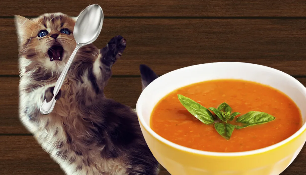 سوپ گربه چیست؟