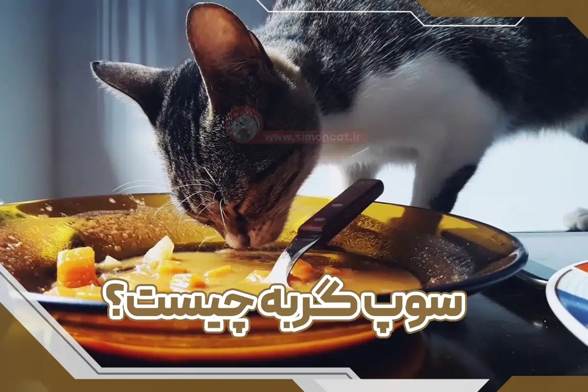 سوپ گربه چیه؟