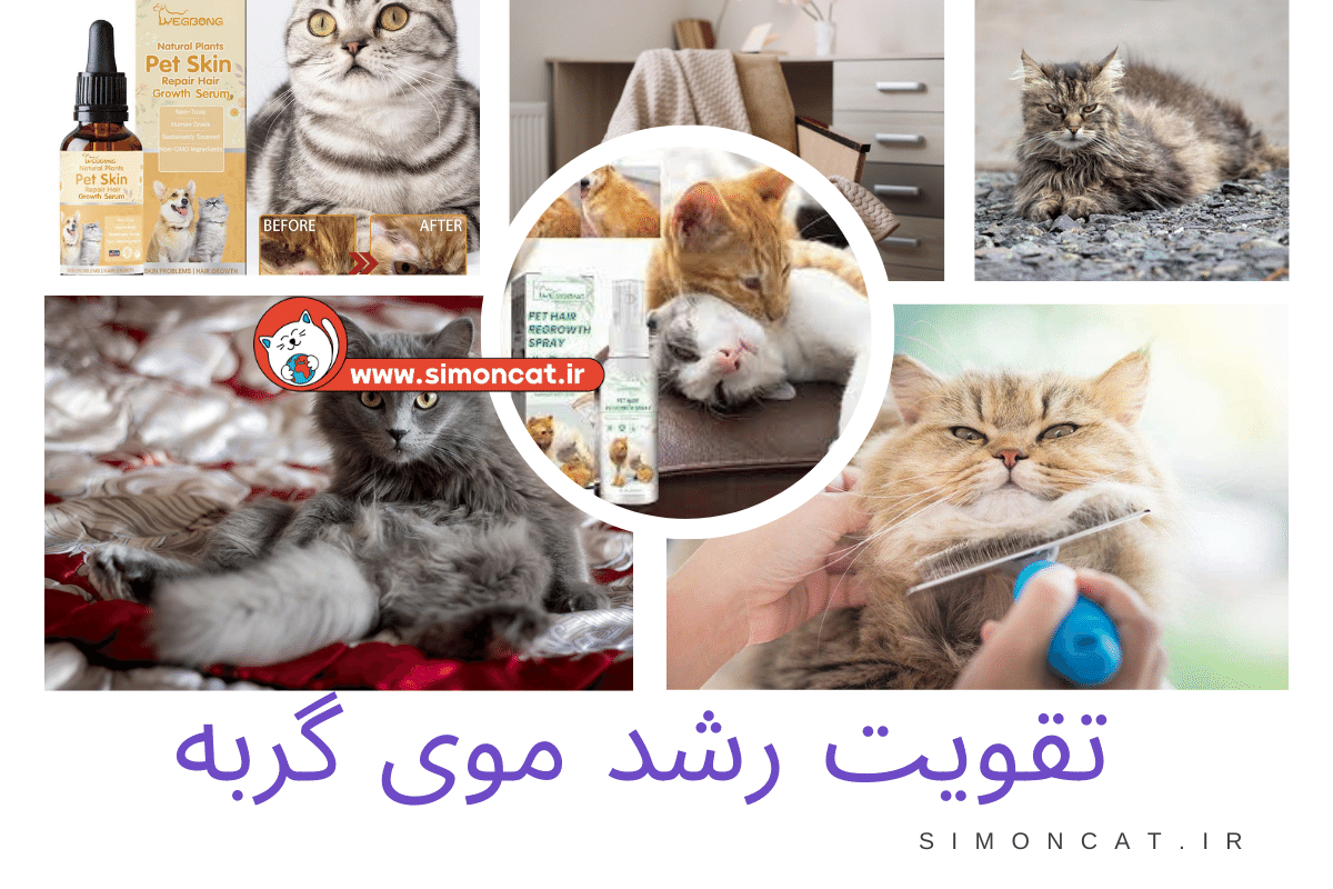 عکس تقویت رشد موی گربه