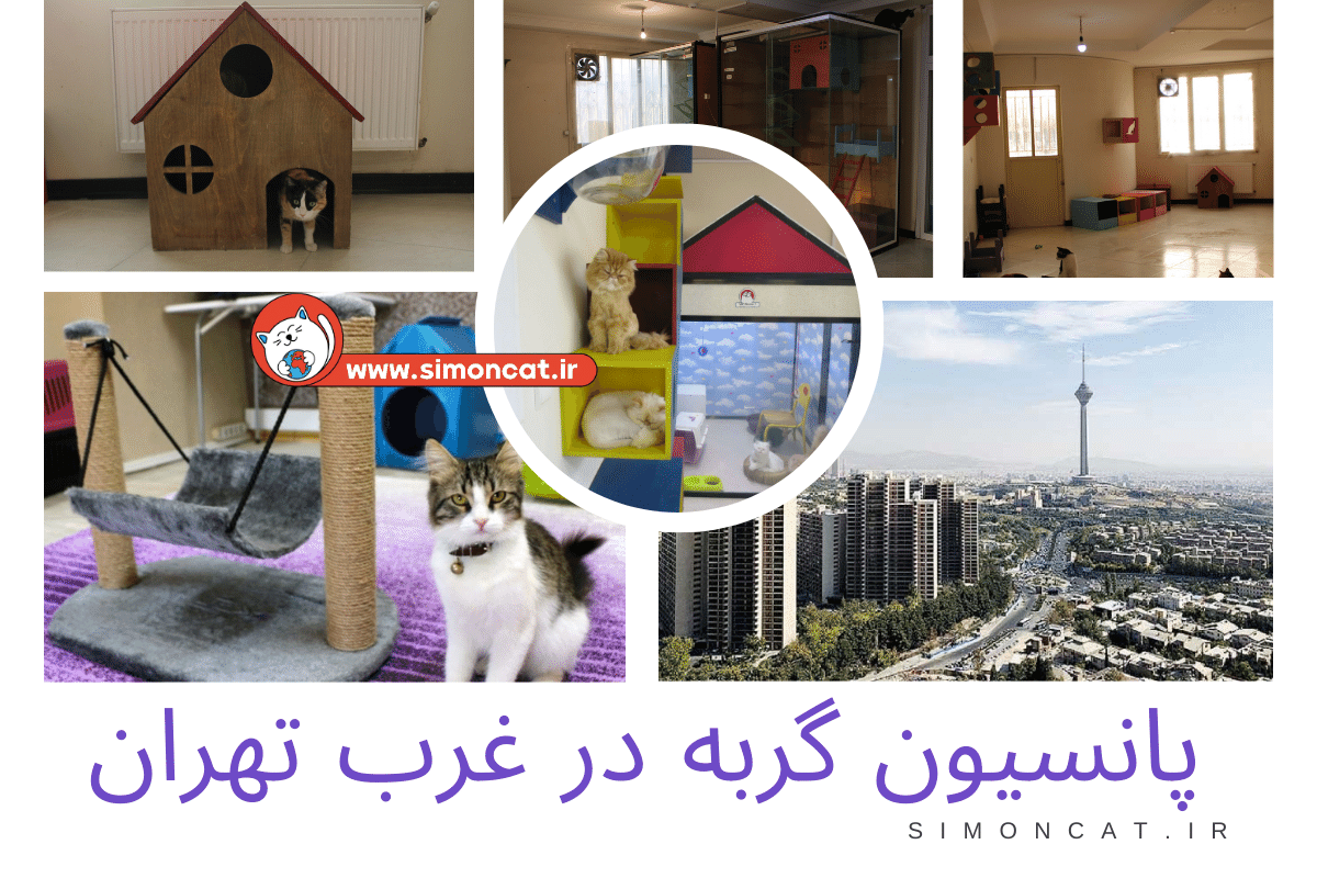 عکس پانسیون گربه در غرب تهران