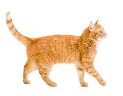عکس گربه نارنجی