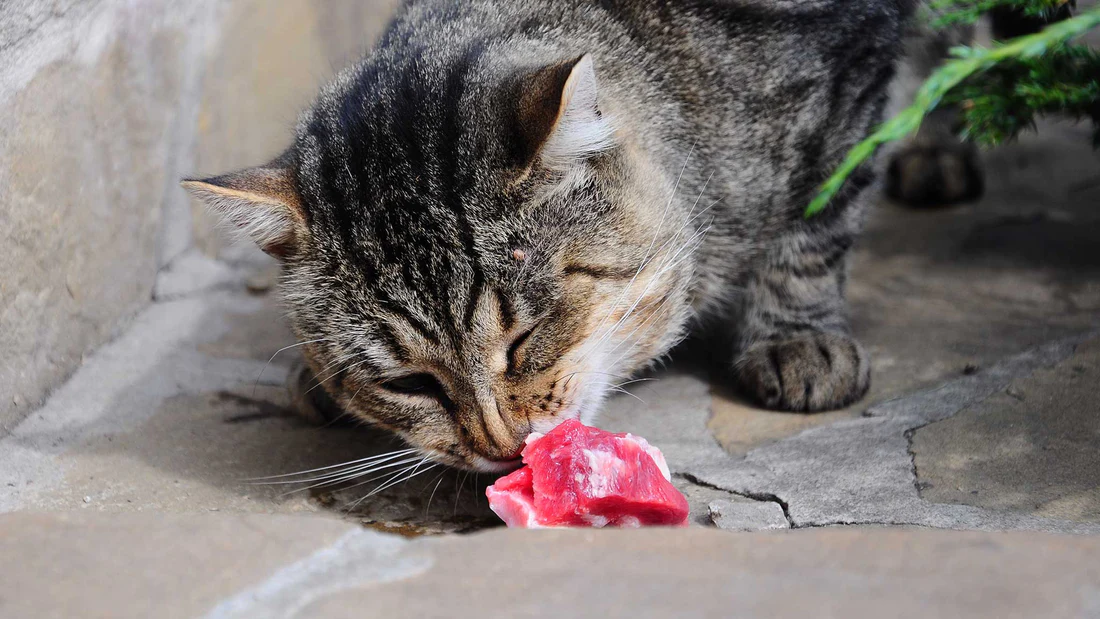 غذا دادن به گربه های خیابانی