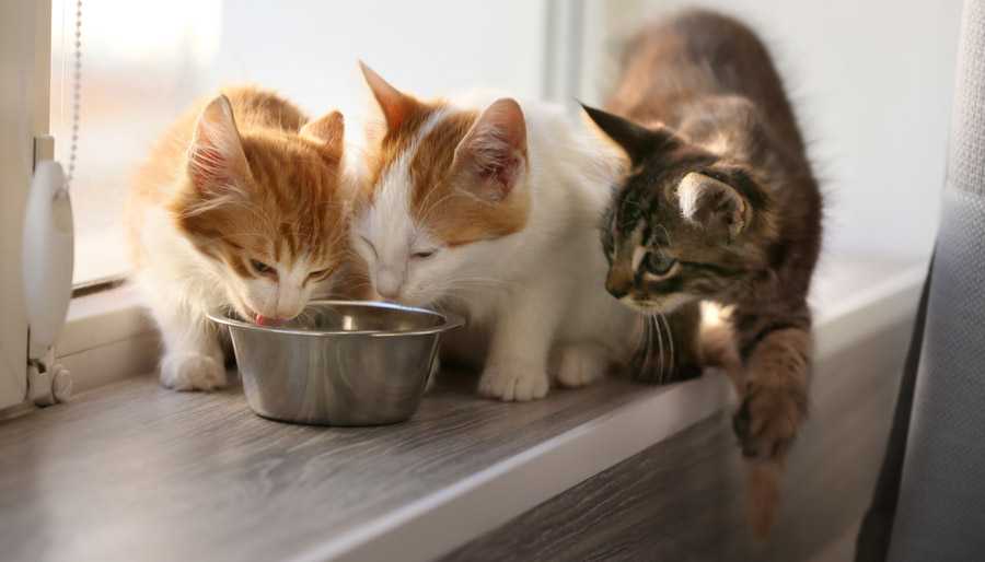 غذا رسانی به بچه گربه های خیابان