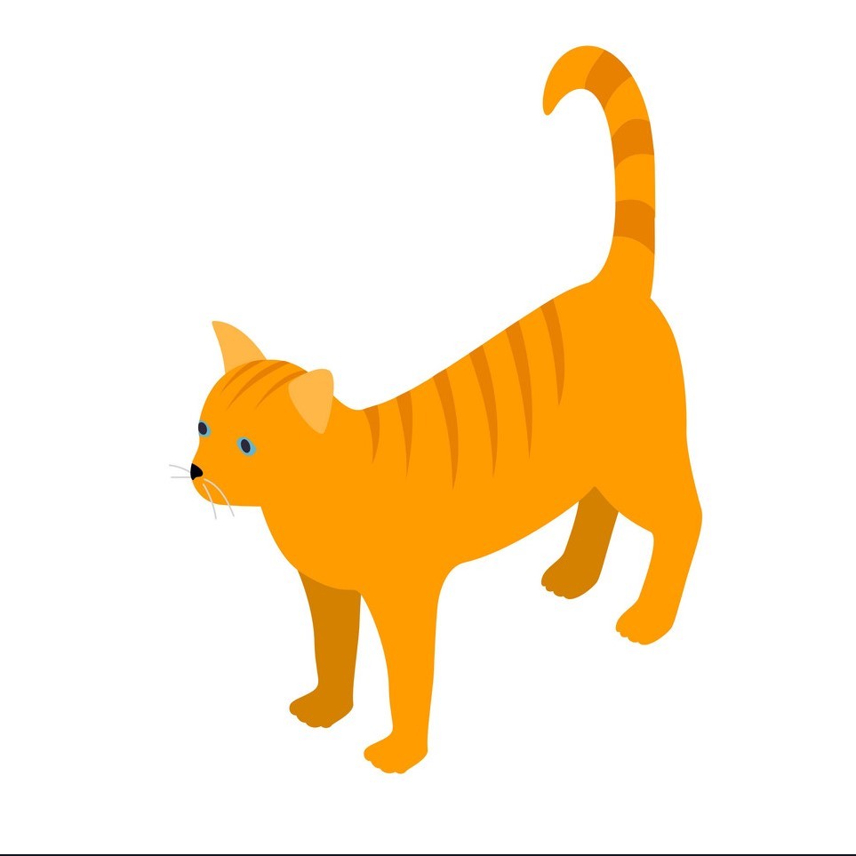 نماد گربه نارنجی