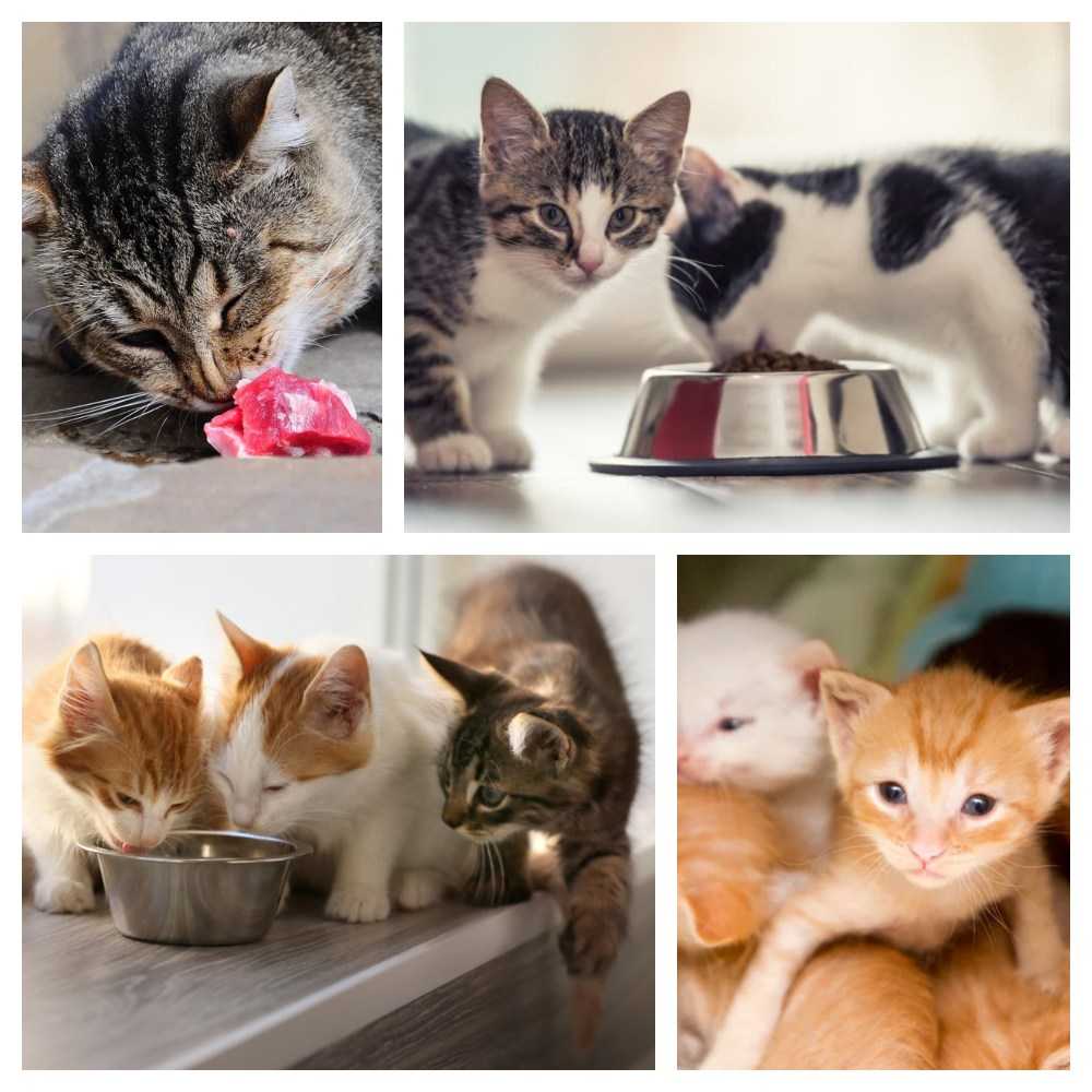 هر چیزی که باید درباره غذای بچه گربه خیابانی بدانید!