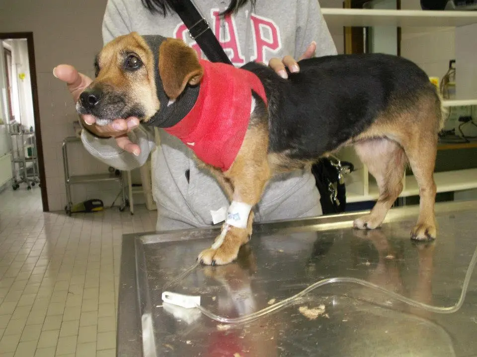 پانسیون سگ بعد از عمل جراحی