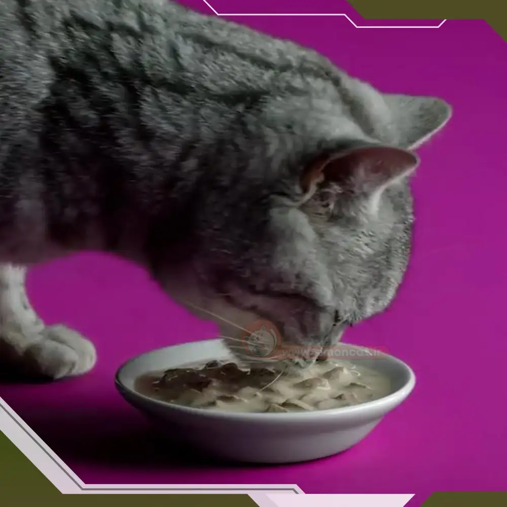 پوچ گربه چیست؟