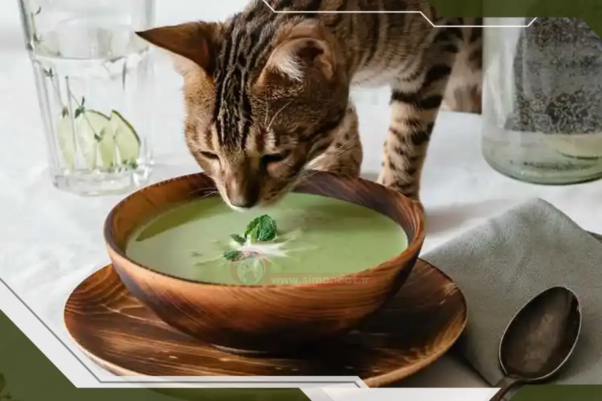 کنسرو گربه چیست؟