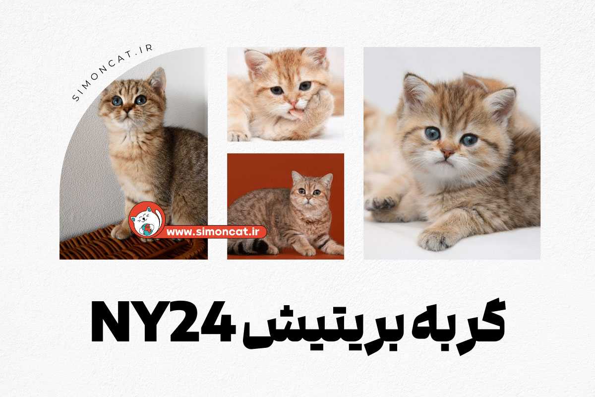 گربه بریتیش NY24