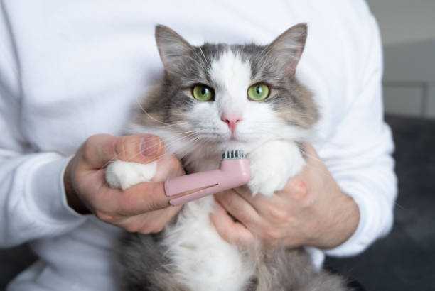 استفاده از مسواک انگشتی گربه و سگ m-pets