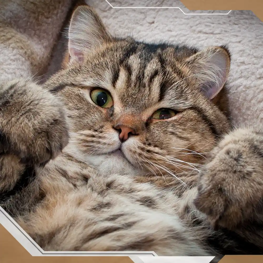 اسم گربه ایرانی بامزه