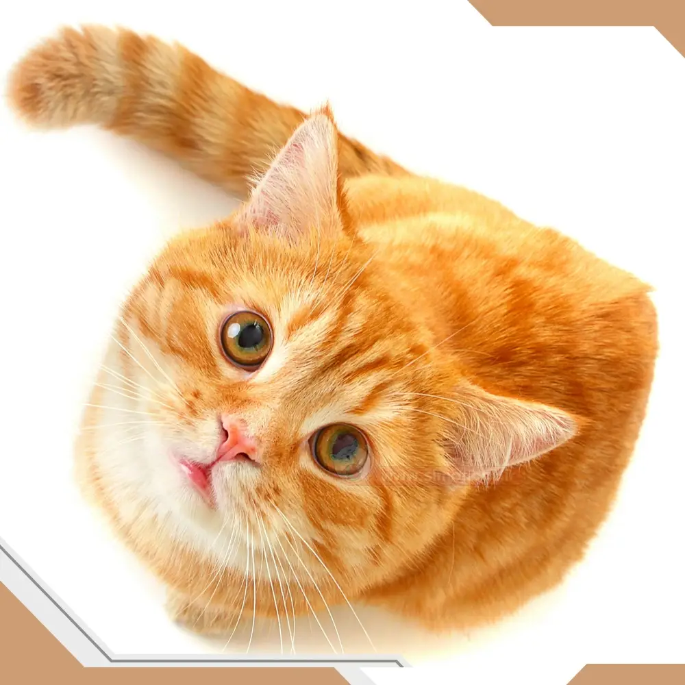 اسم گربه بر اساس رنگ