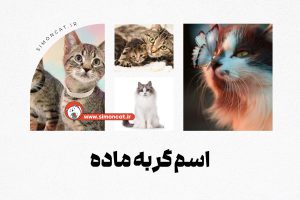 اسم گربه ماده