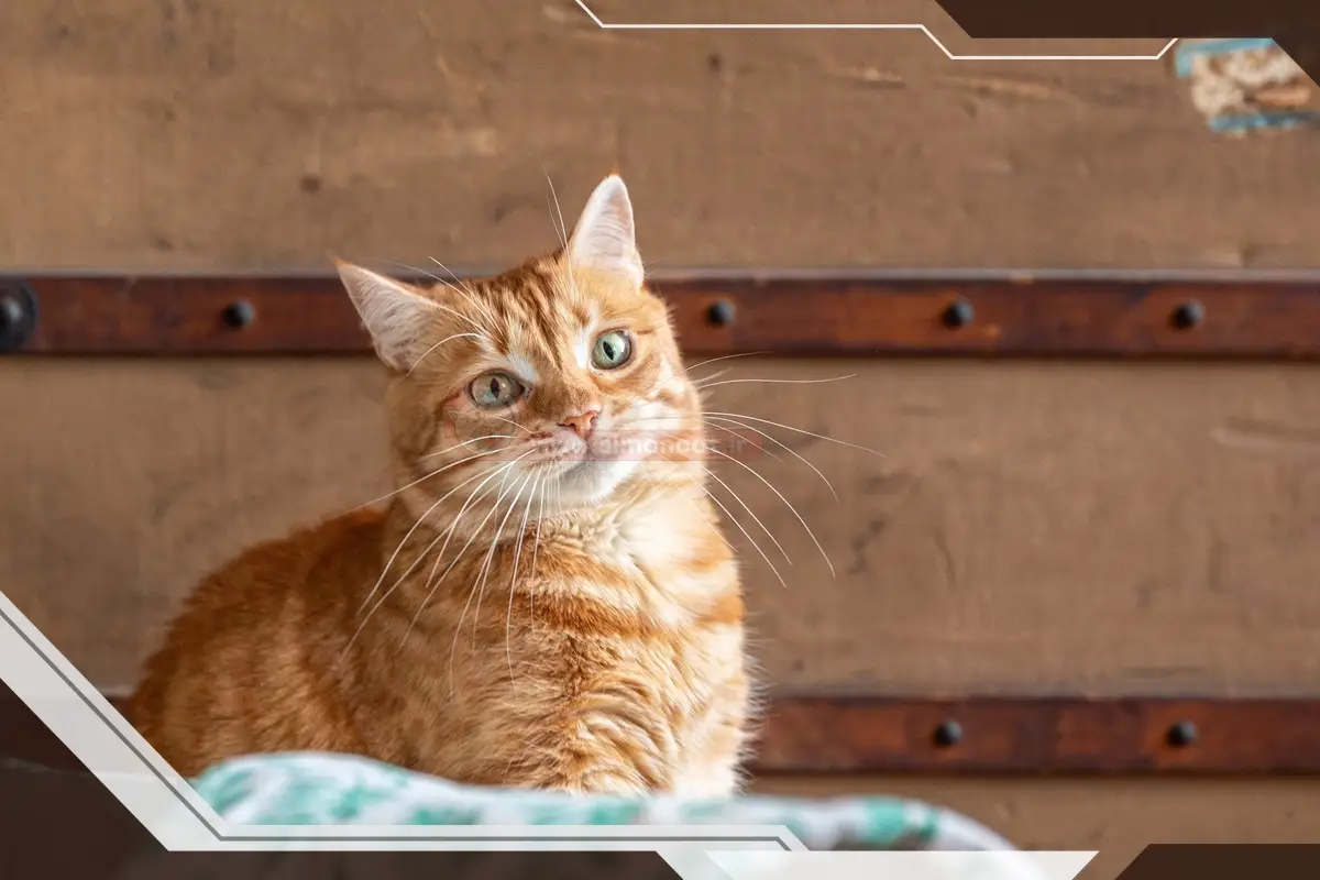 اسم گربه های معروف