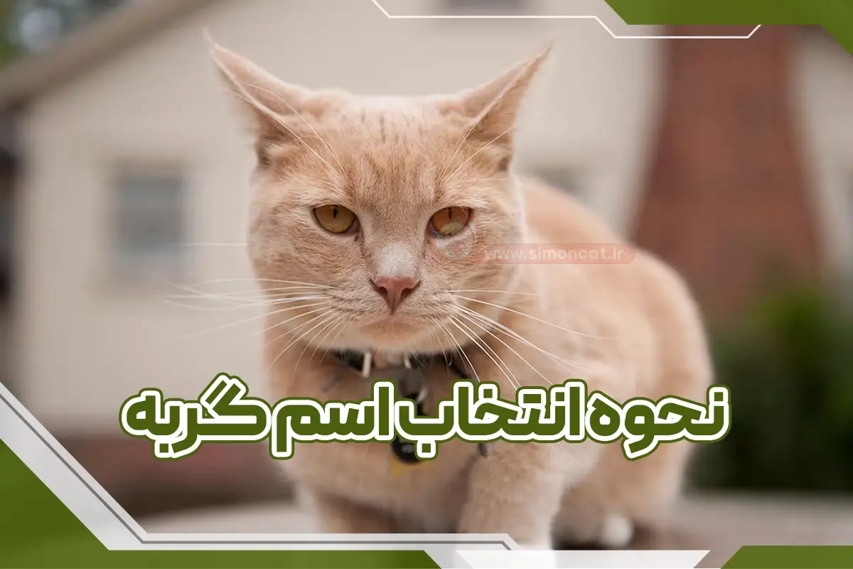 انتخاب اسم گربه