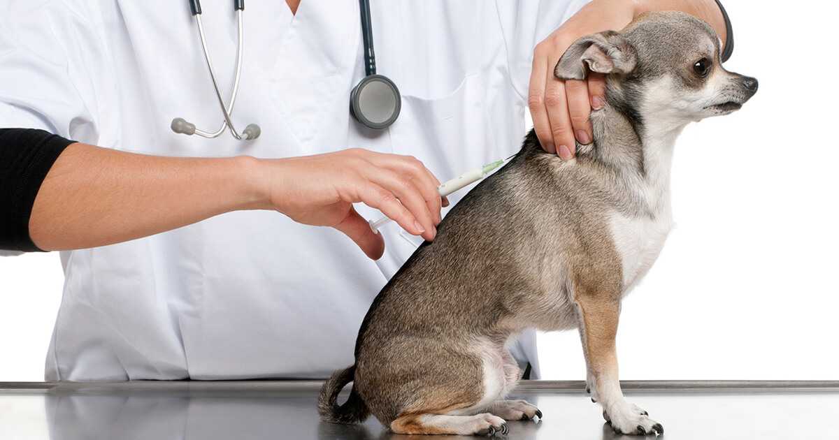 بالا آوردن سگ بعد از واکسن