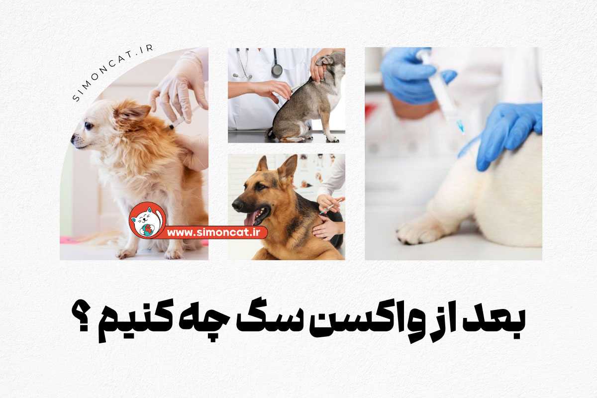 بعد از واکسن سگ چه کنیم ؟