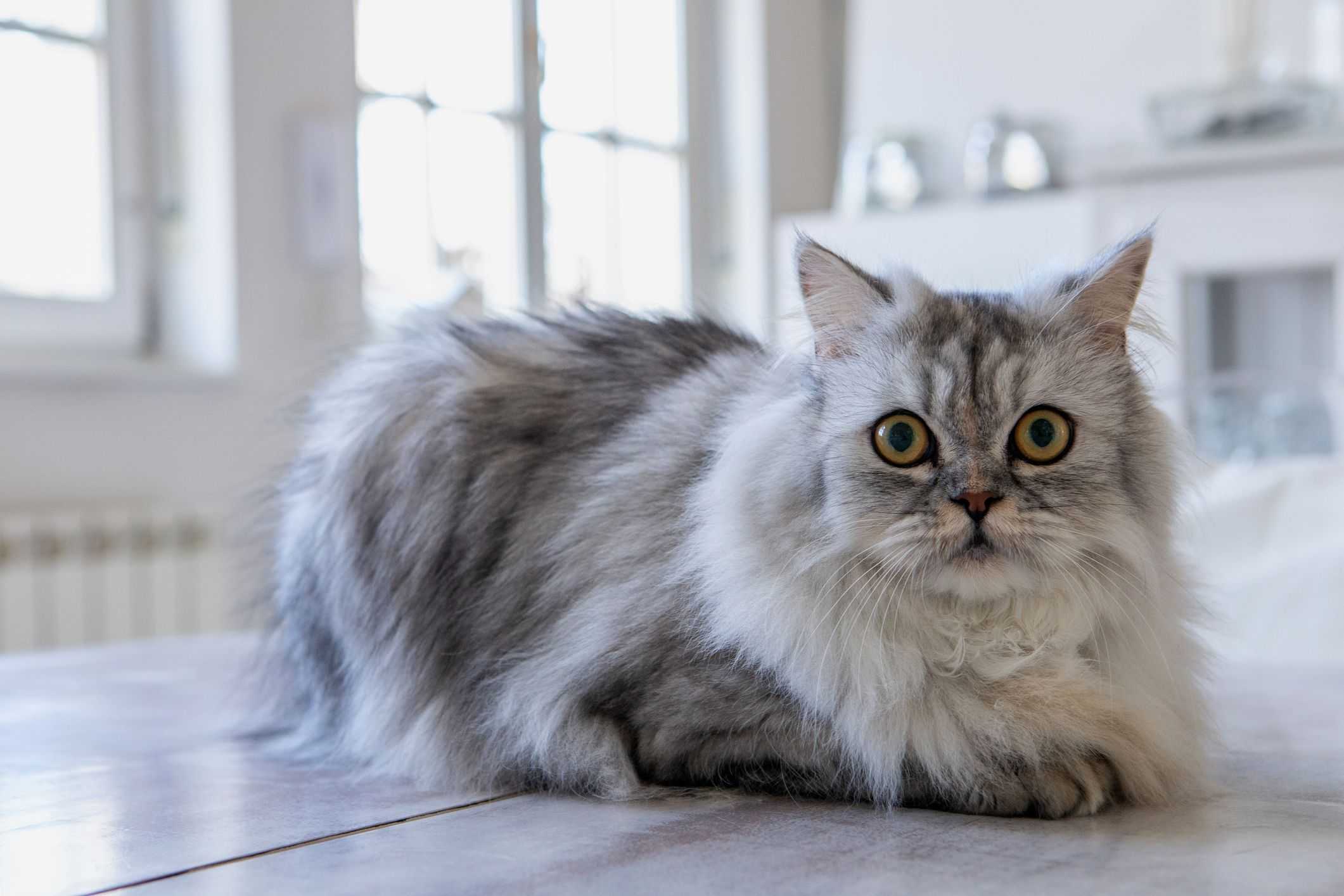 تصویر زیبای یک گربه طوسی