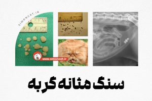 سنگ مثانه گربه