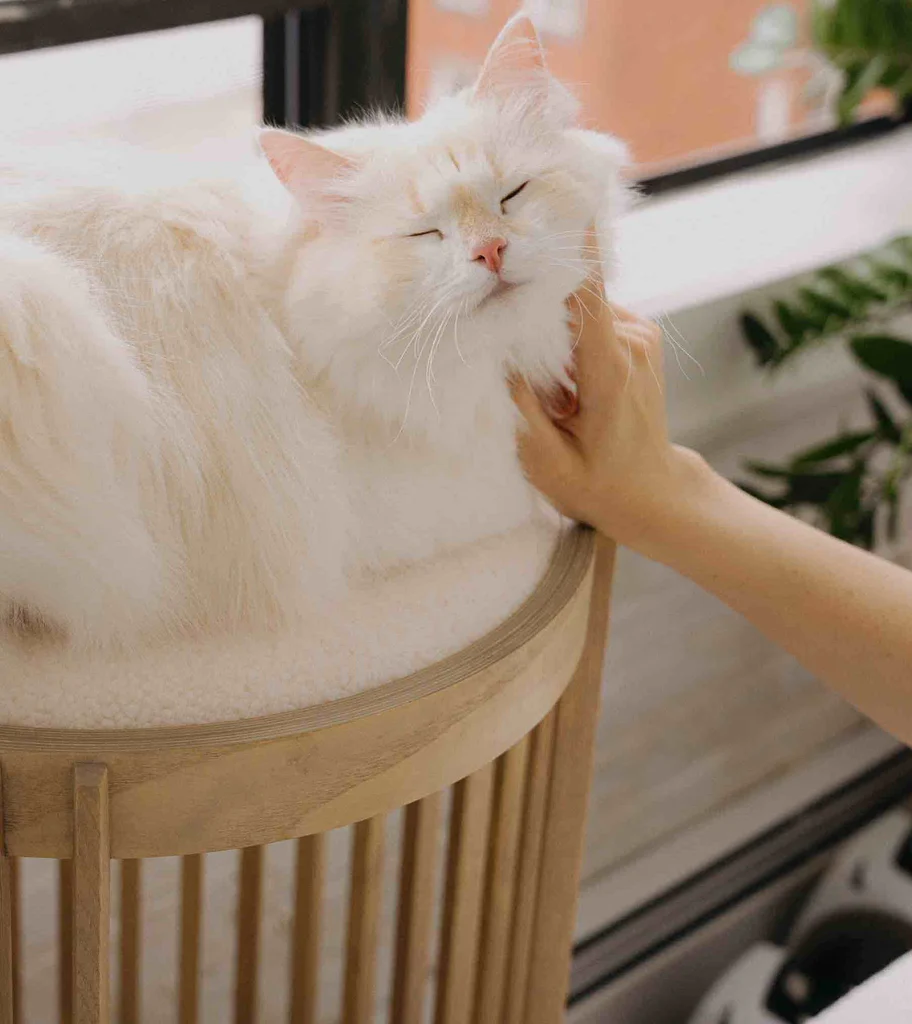 شخصیت گربه ای