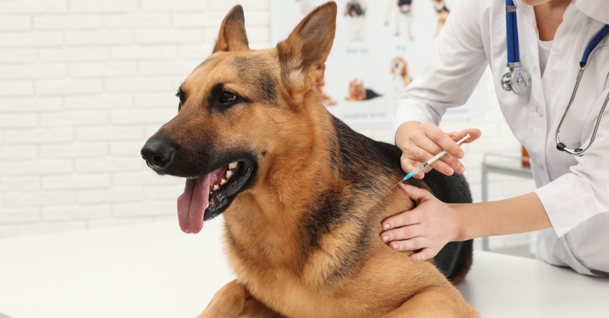 عوارض واکسن سگ