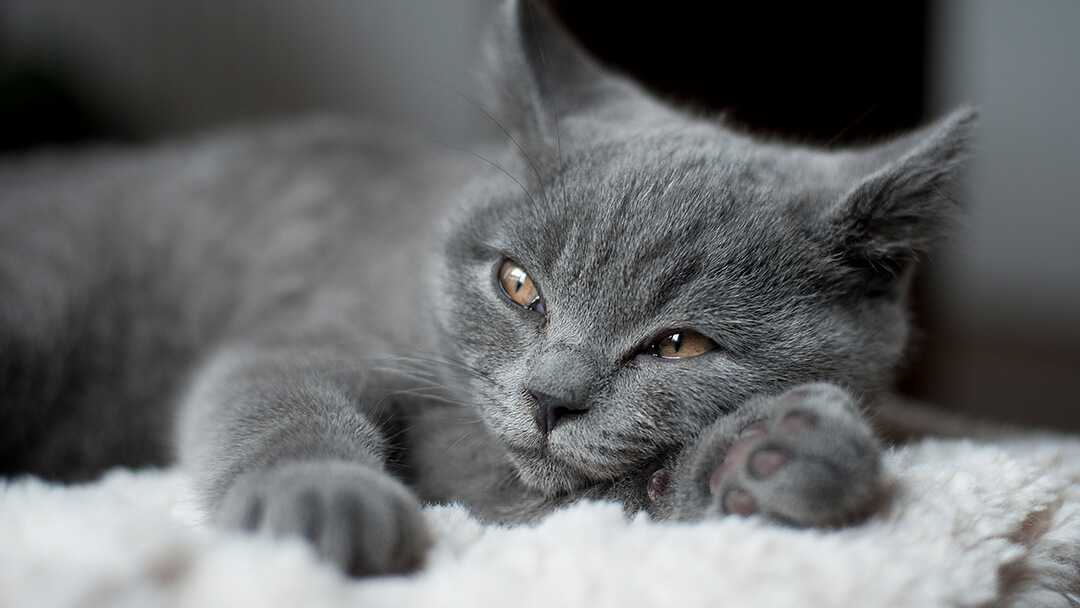 عکس زیبا یک گربه طوسی