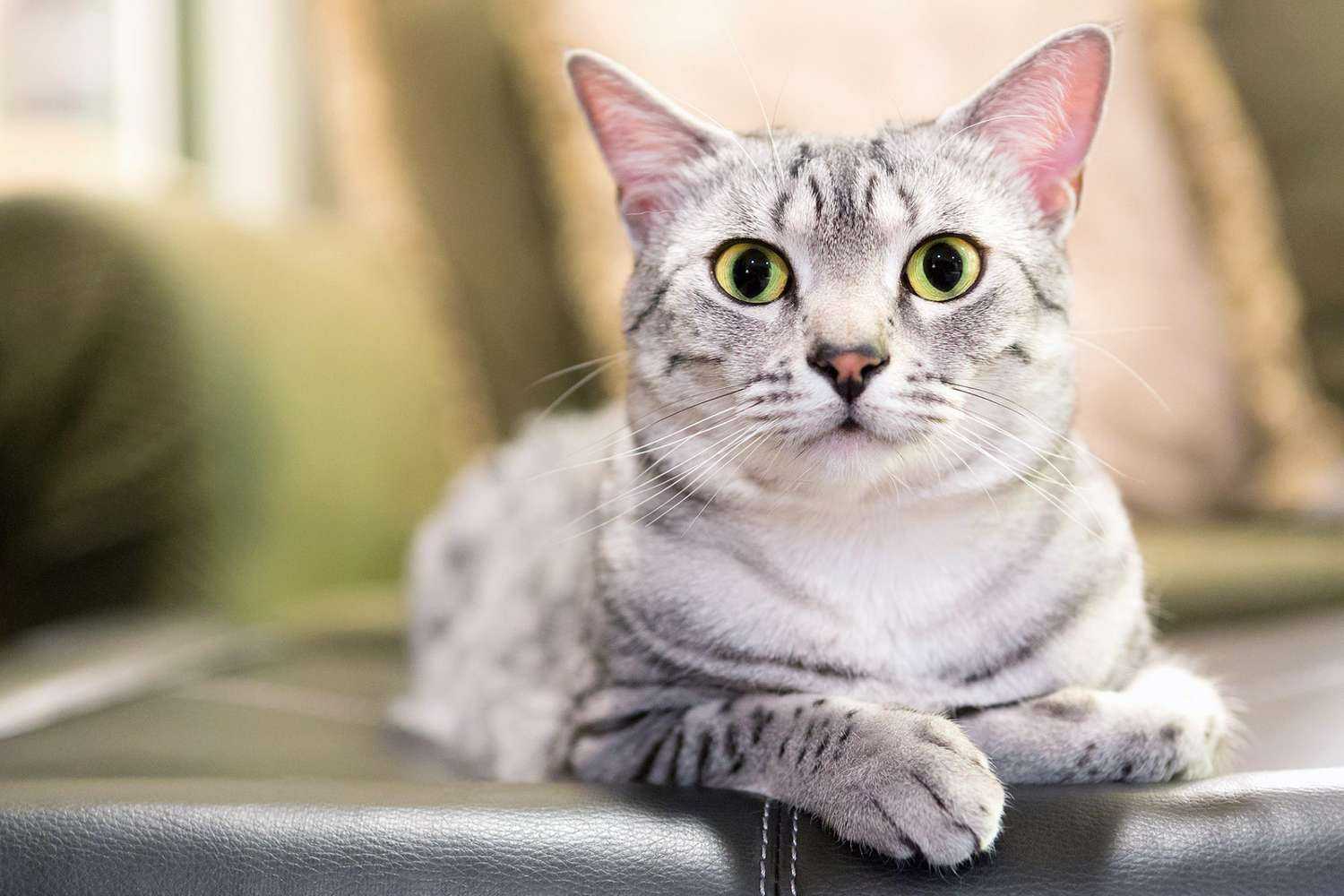 عکس زیبای یک گربه طوسی