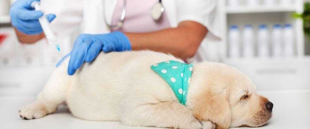عکس نحوه تزریق واکسن سگ