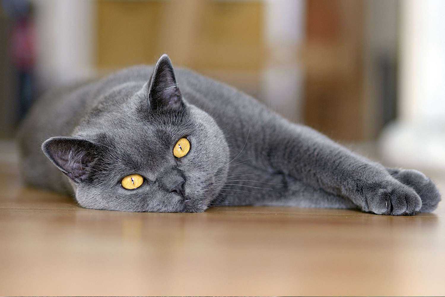عکس یک گربه طوسی