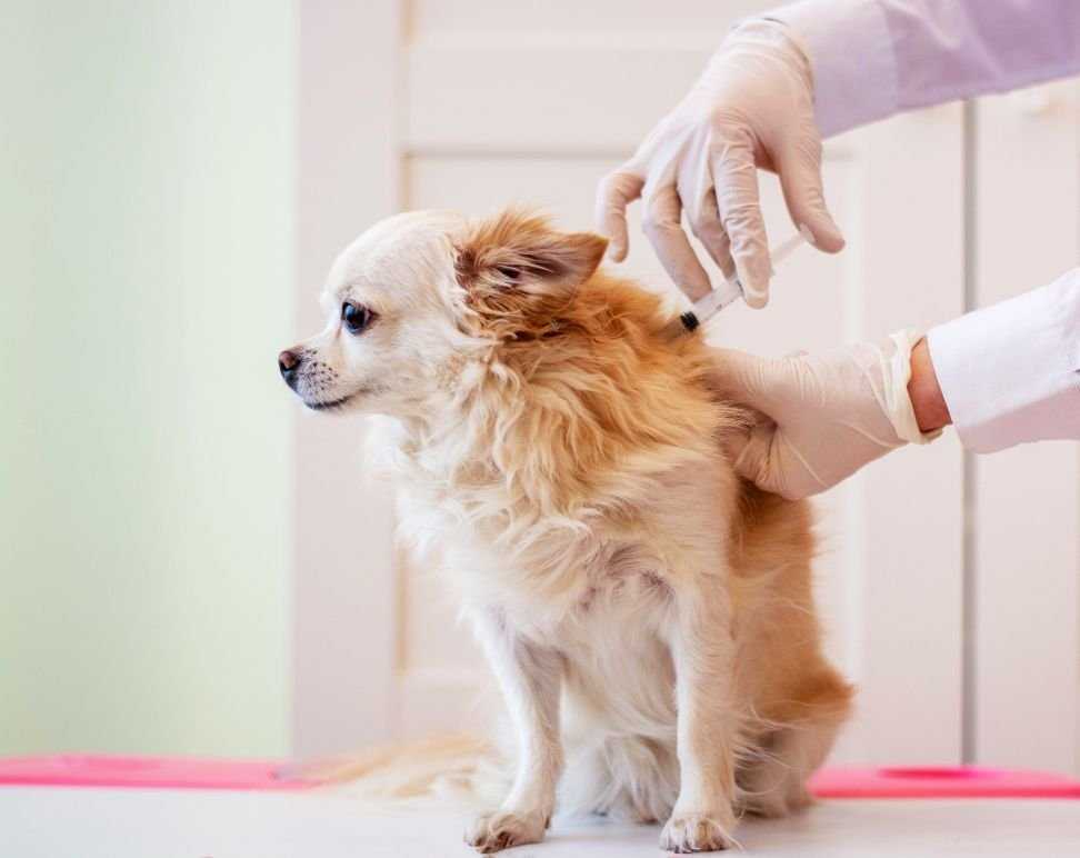 لرزش سگ بعد از واکسن