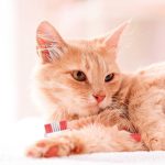 مسواک گربه beaphar