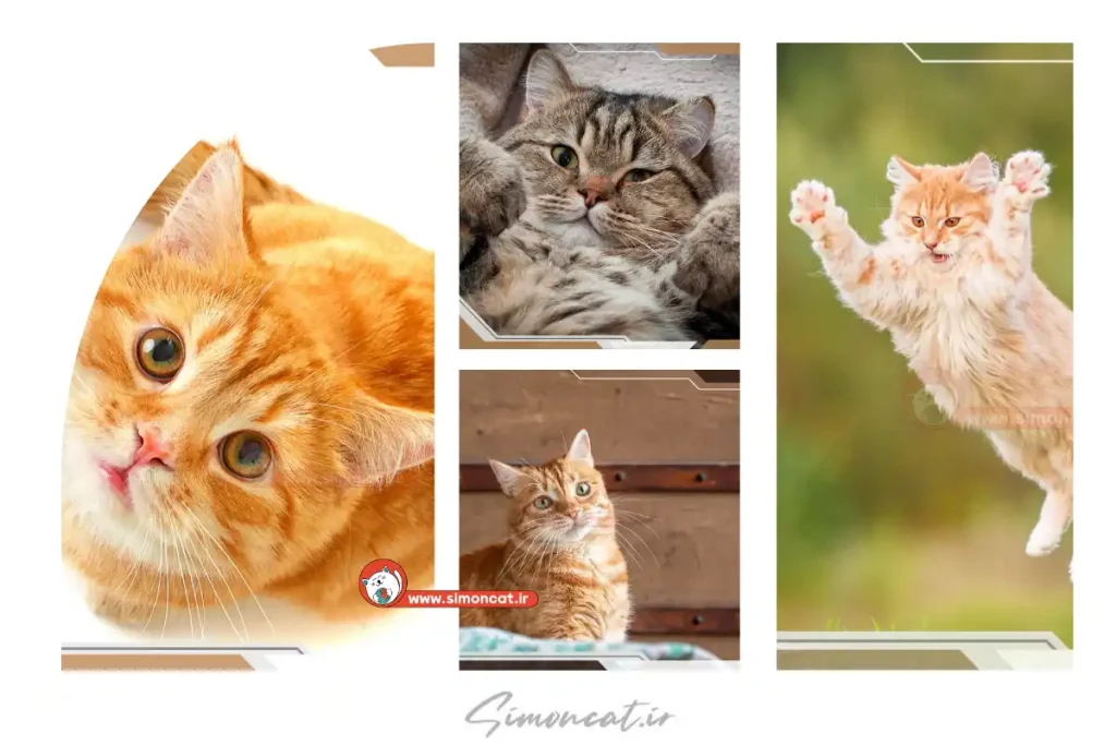 نحوه انتخاب اسم گربه