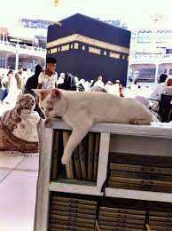 نگهداری گربه در خانه از نظر اسلام