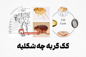 کک گربه چه شکلیه