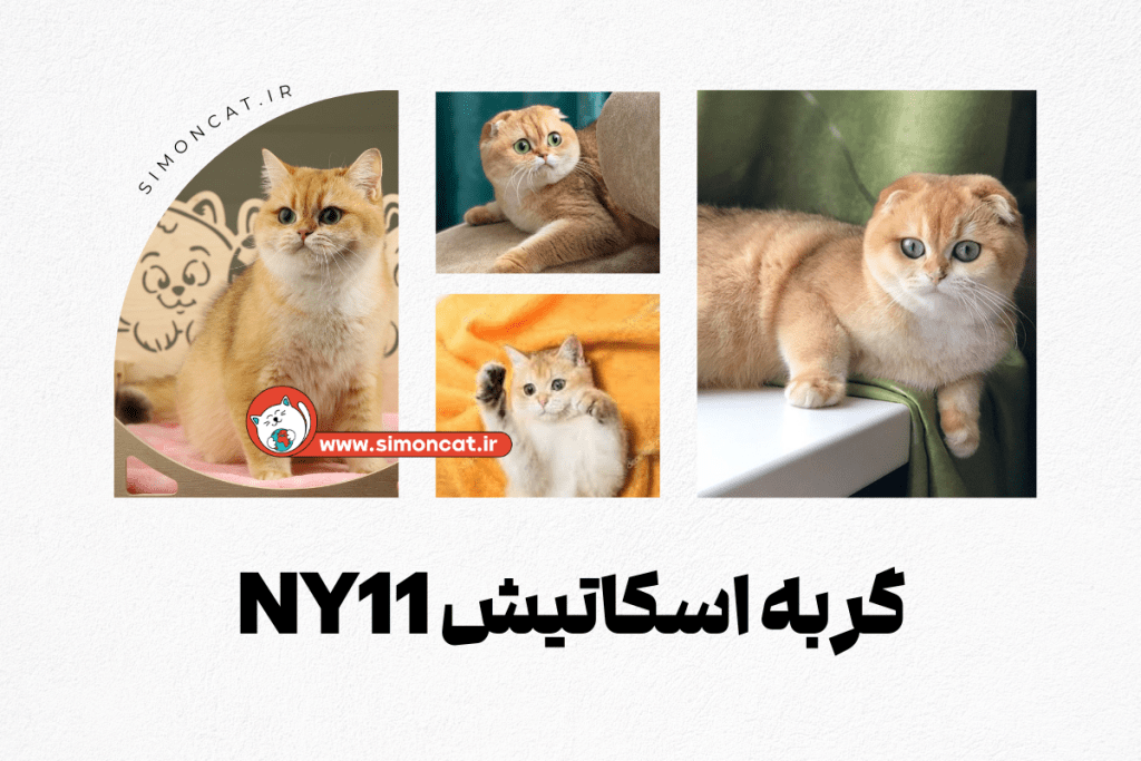 گربه اسکاتیش ny11