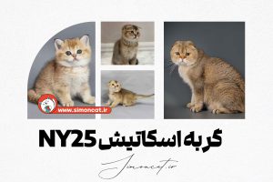 گربه اسکاتیش ny25
