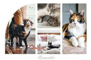 گربه در خانه نشانه چیست؟