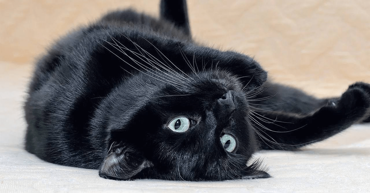 اسم برای گربه سیاه