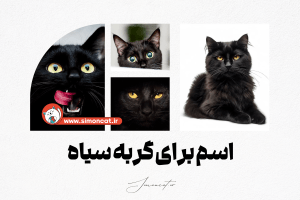 اسم برای گربه سیاه