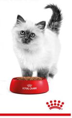 تصویر عکس غذا گربه رویال کنین کیتن