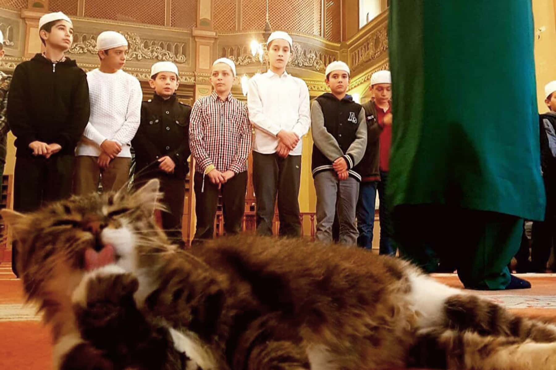 تصویر نگهداری گربه در خانه از نظر اسلام