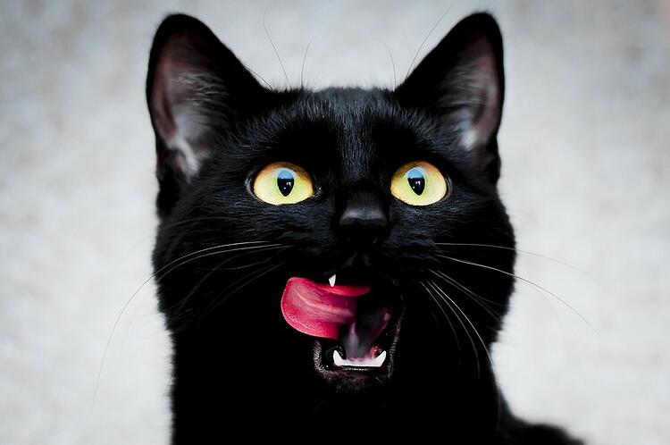 تصویر گربه سیاه