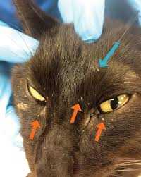 ریزش موی گربه ب دلیل سرطان