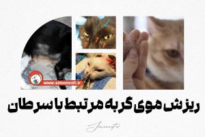 ریزش موی گربه مرتبط با سرطان