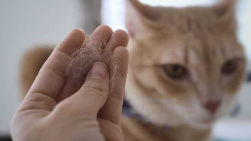 ریزش موی گربه