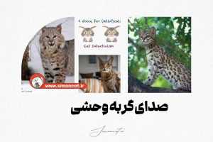صدای گربه وحشی