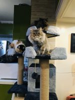 عکس درخت گربه مدل گردو