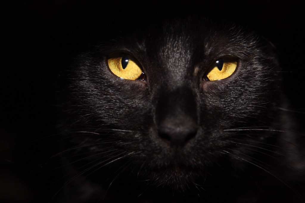عکس گربه سیاه
