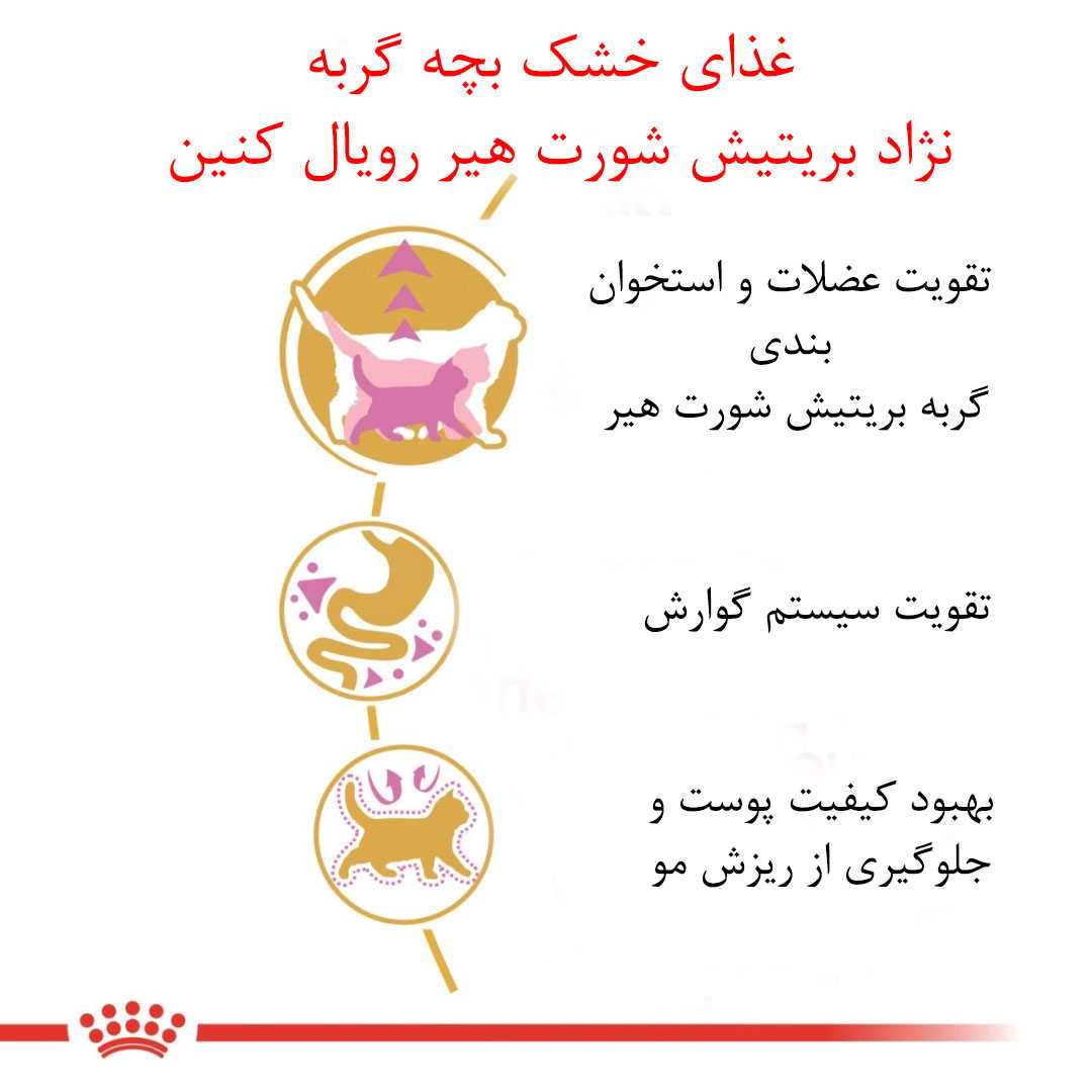 غذا خشک بچه گربه بریتیش شورت هیر Royal Canin