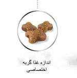 غذا گربه رویال کنین kitten